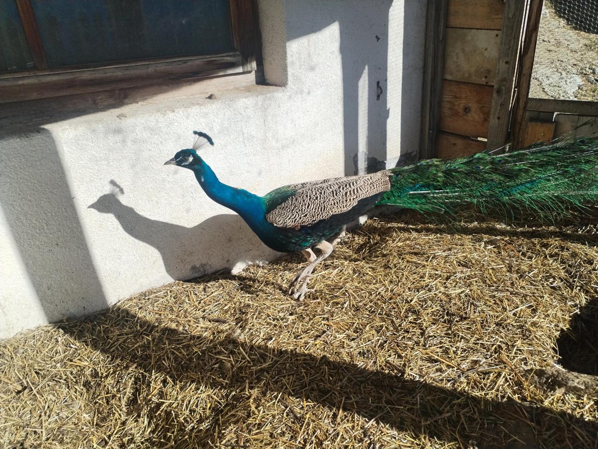 Greiterhof Parcines